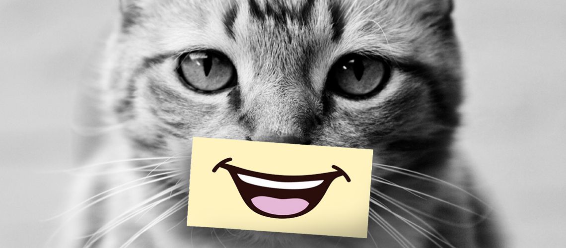 Photo of a cat with a smile pasted on.