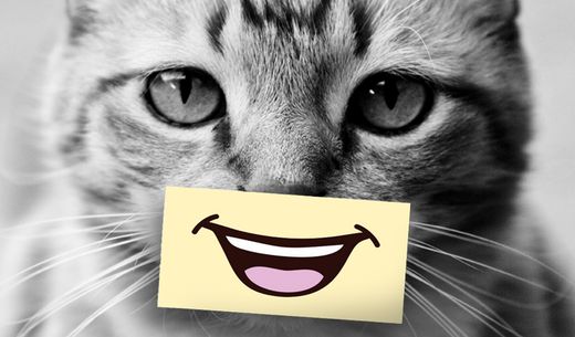 Photo of a cat with a smile pasted on.