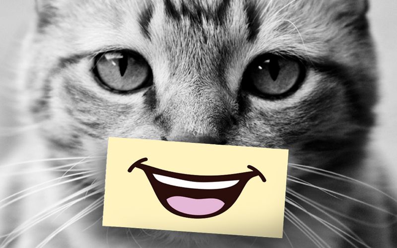 Photo of a cat with a smile pasted on.