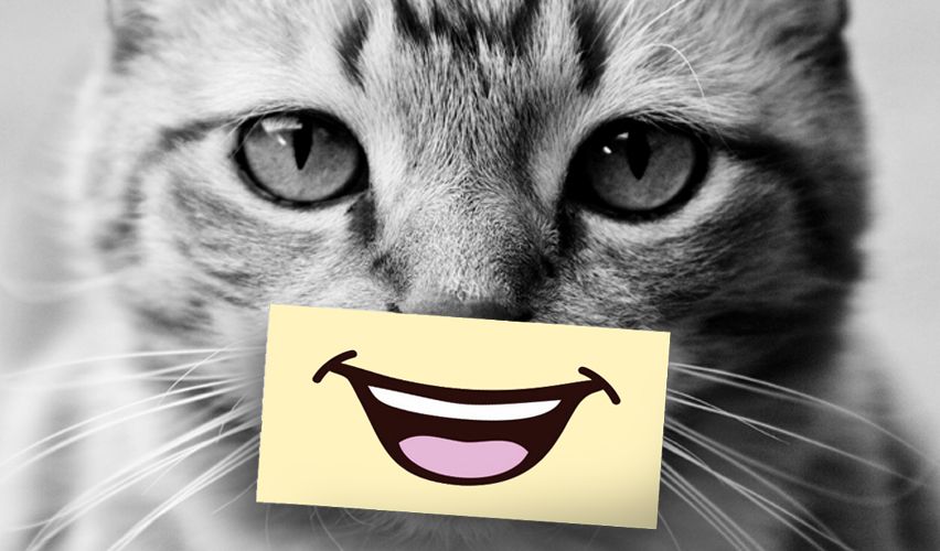 Photo of a cat with a smile pasted on.