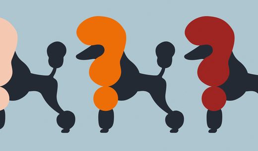 Illustrations of poodles.