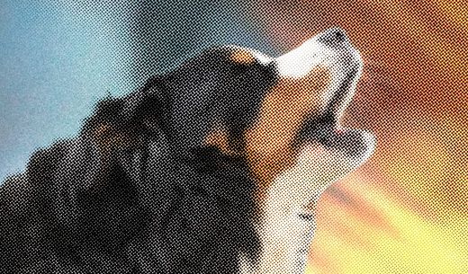 Bernese mountain dog