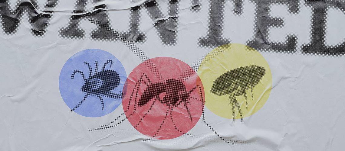 Illustration of flea, tick and mosquito.