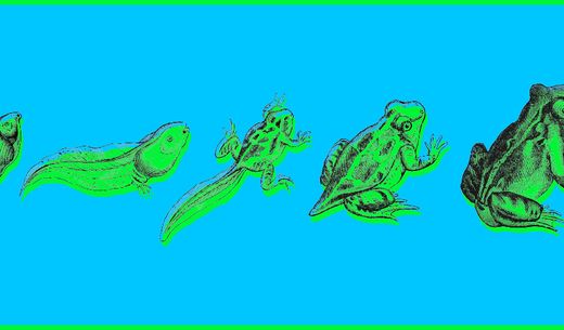 Illustration of frogs.
