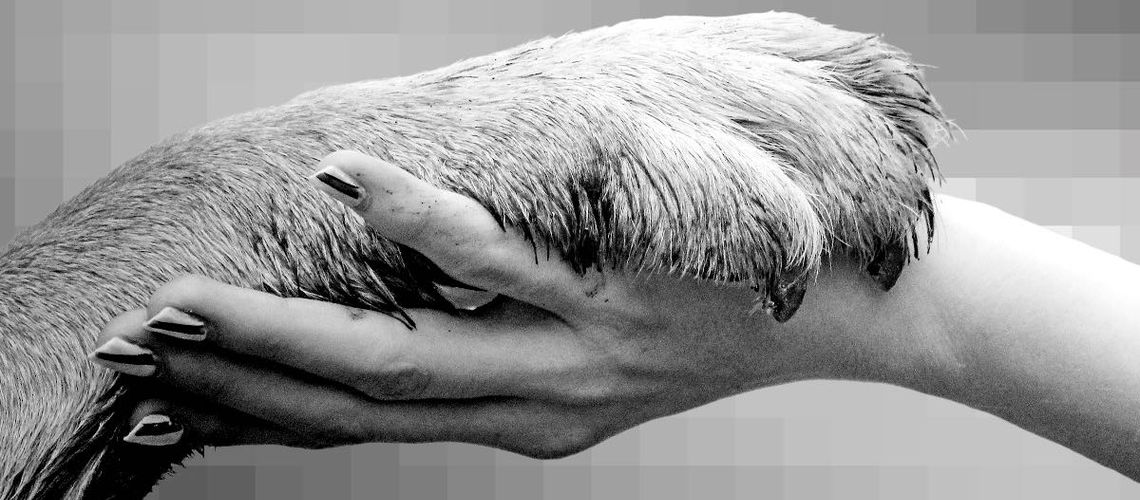 Black and white photo of a dog paw in a hand.