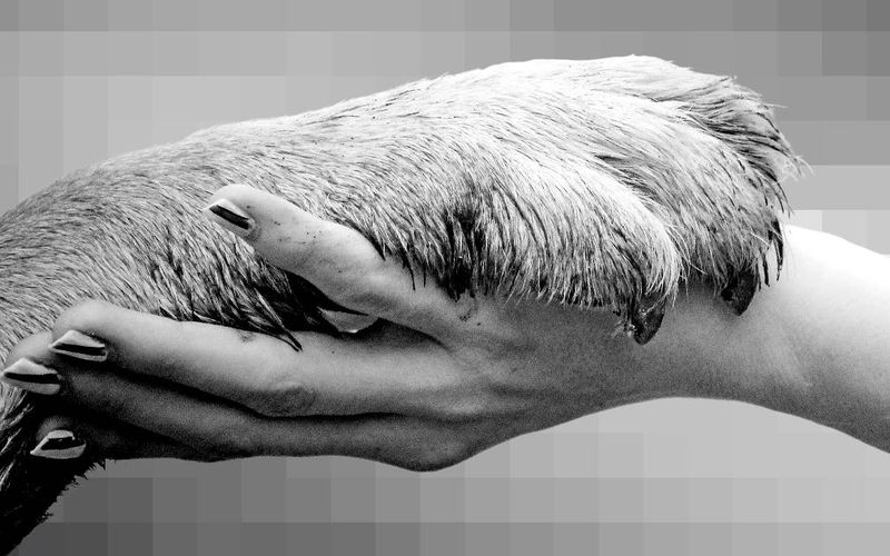 Black and white photo of a dog paw in a hand.