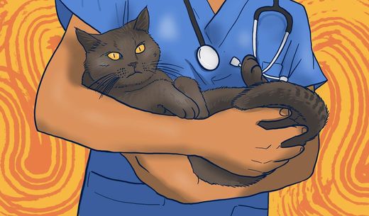 Illustration of a veterinarian holding a cat.