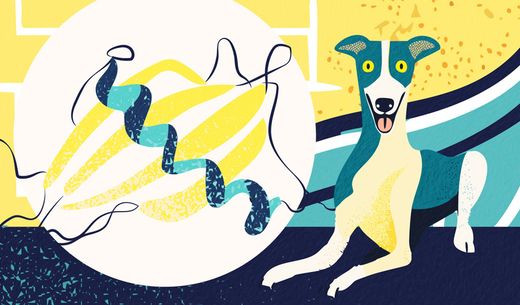 illustration of a greyhound dog.