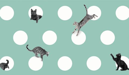 Circles with cats.