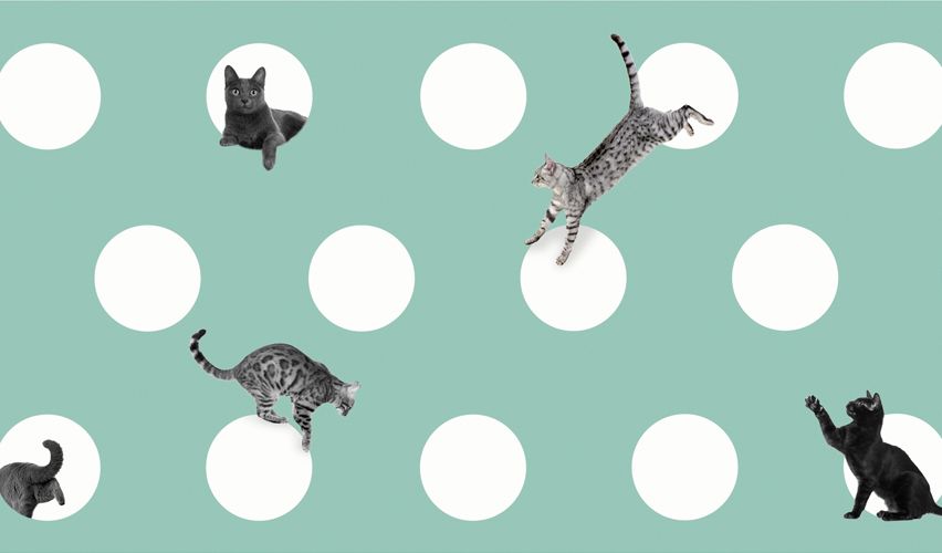 Circles with cats.