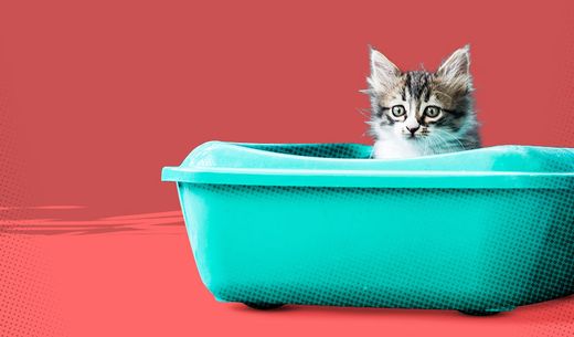 Cat sitting in litter box.